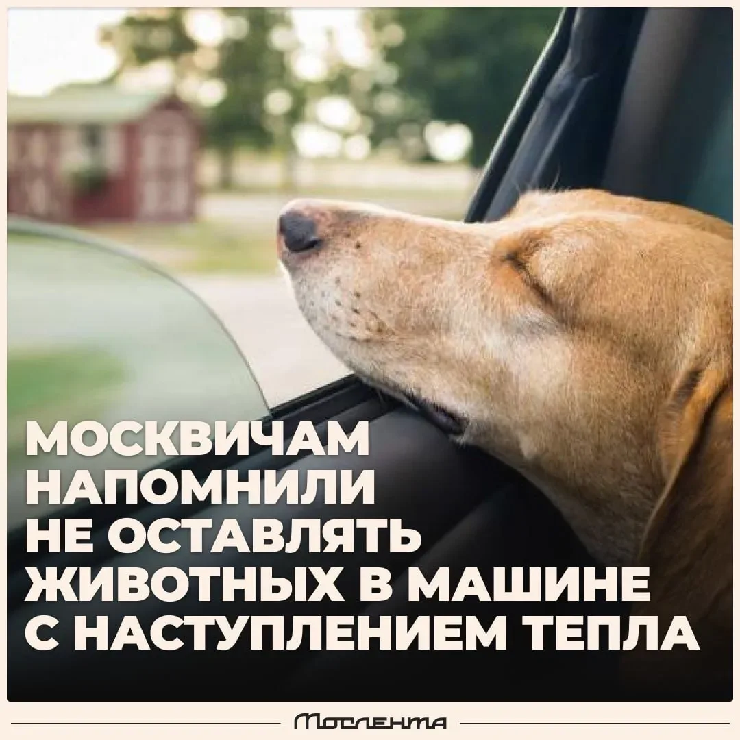 🐶 Дептранс напомнил москвичам не оставлять животных в жару одних в машине.  В закрытом помещении на 