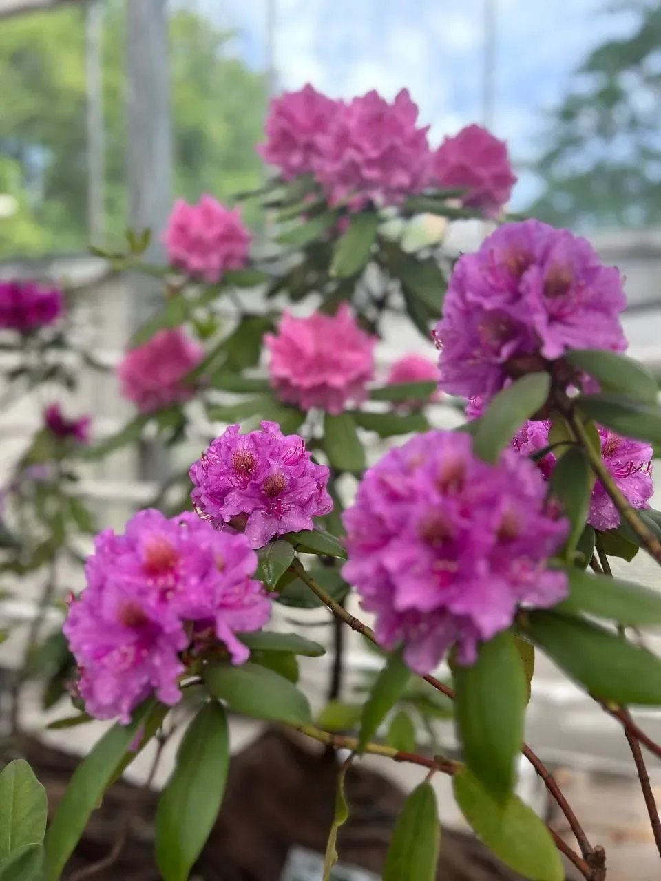 🌸 С 21 мая по 4 июня в «Аптекарском огороде» пройдет выставка рододендронов!  Старейший ботанический