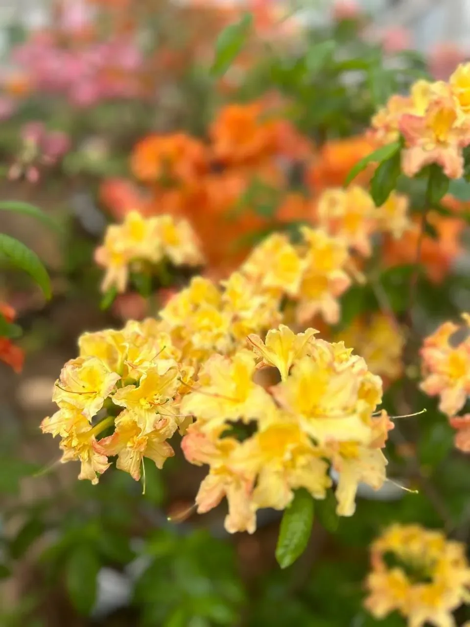 🌸 С 21 мая по 4 июня в «Аптекарском огороде» пройдет выставка рододендронов!  Старейший ботанический