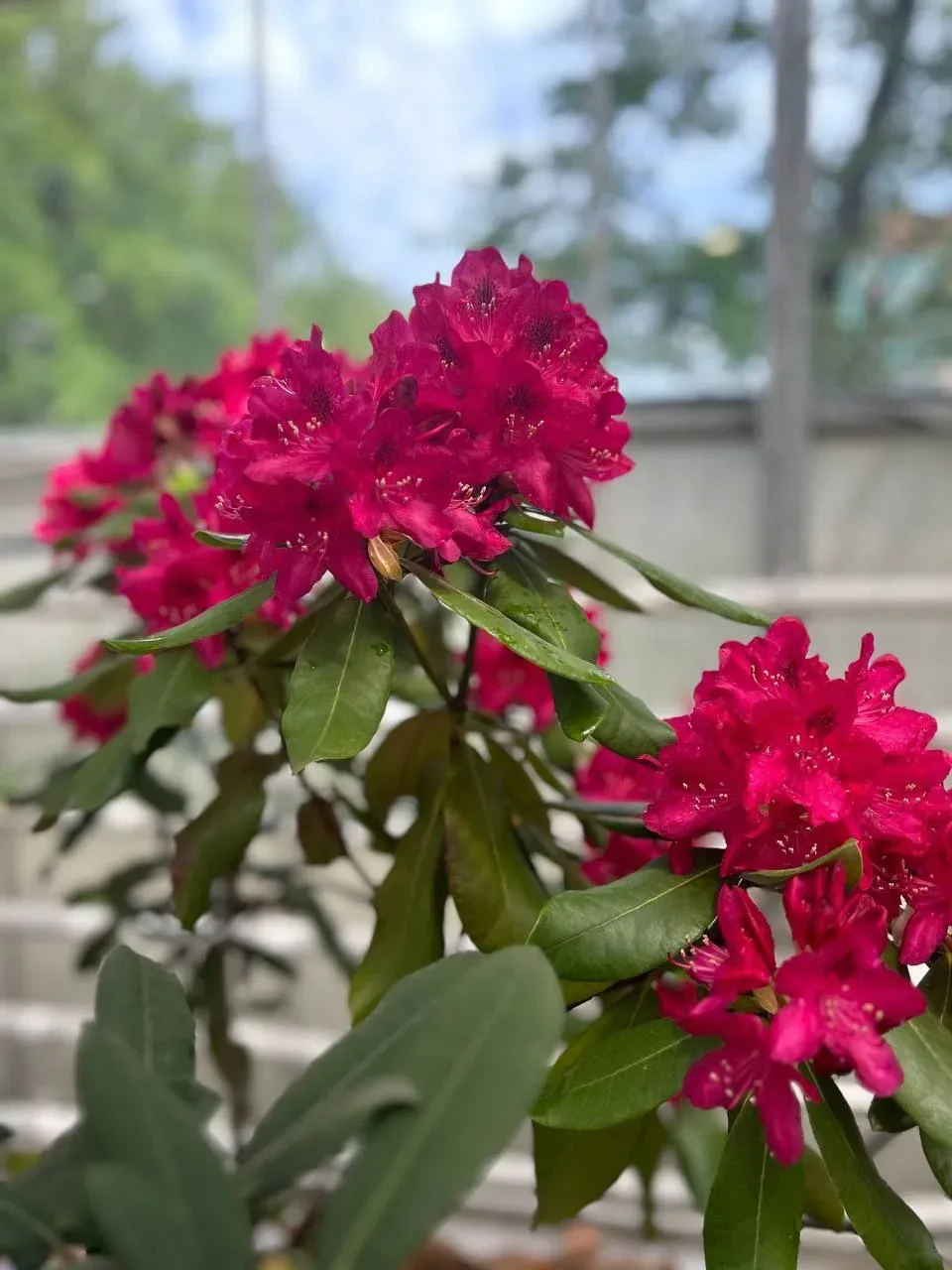 🌸 С 21 мая по 4 июня в «Аптекарском огороде» пройдет выставка рододендронов!  Старейший ботанический