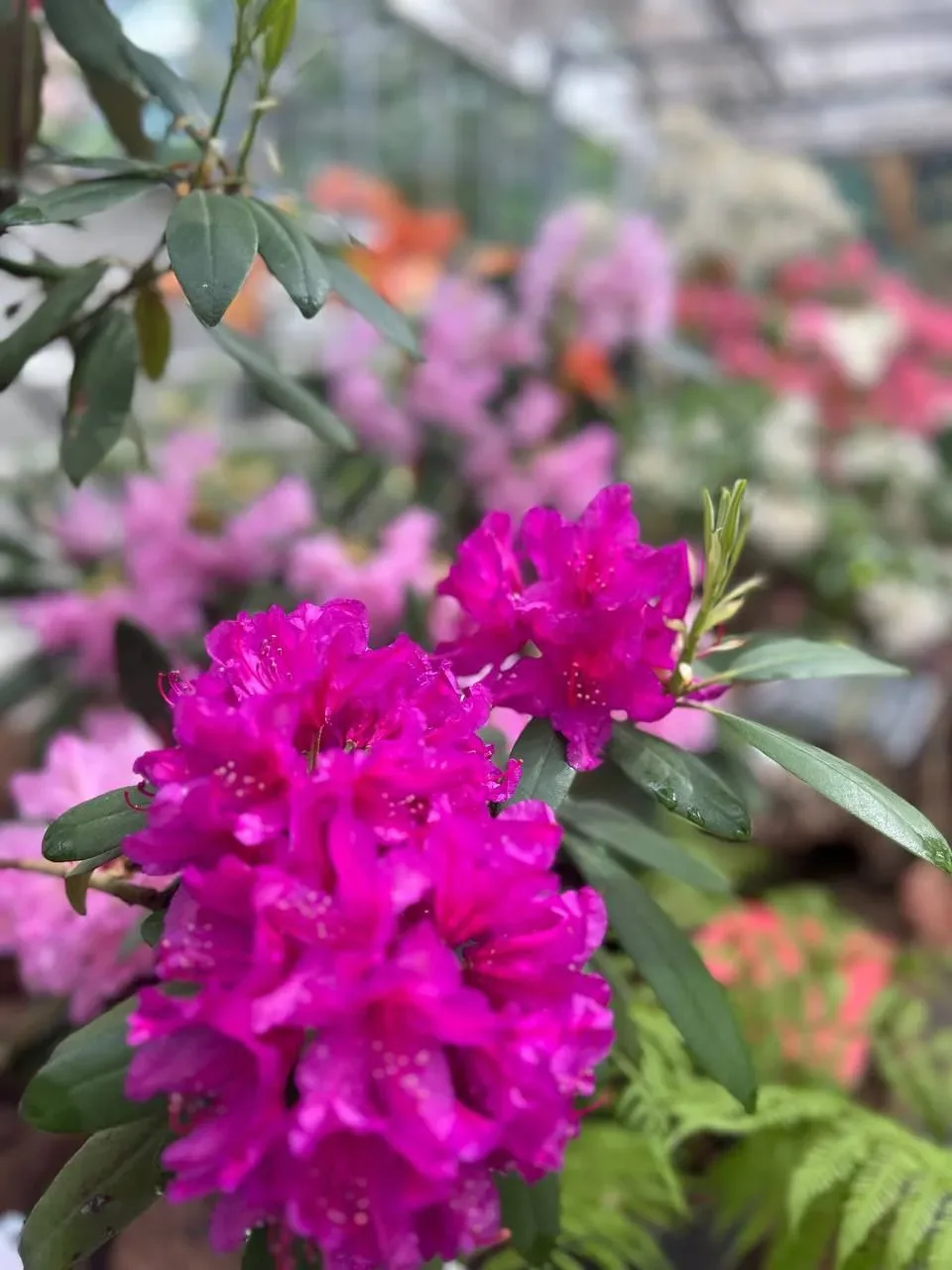 🌸 С 21 мая по 4 июня в «Аптекарском огороде» пройдет выставка рододендронов!  Старейший ботанический