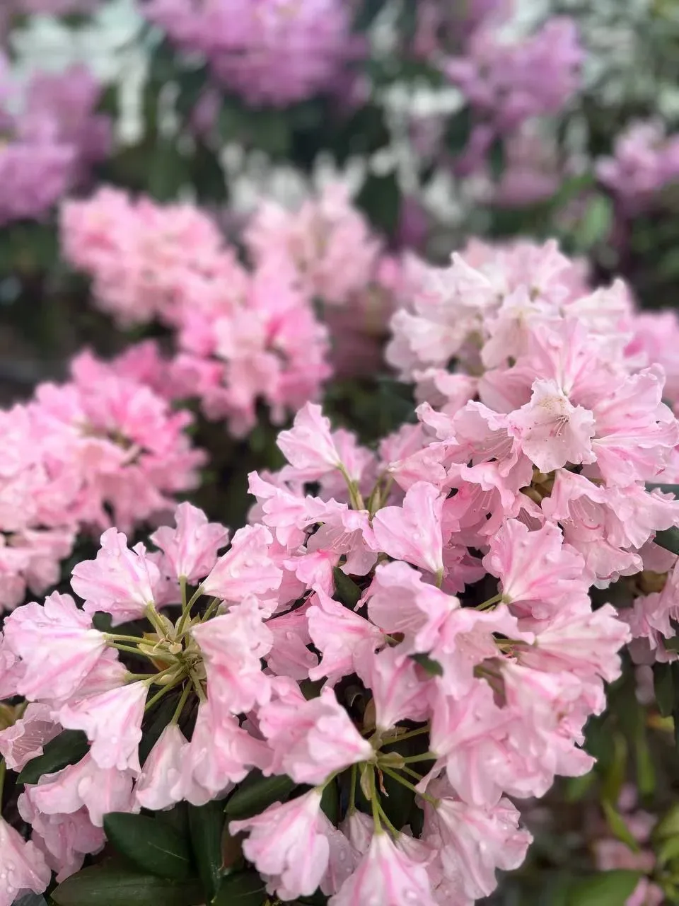 🌸 С 21 мая по 4 июня в «Аптекарском огороде» пройдет выставка рододендронов!  Старейший ботанический