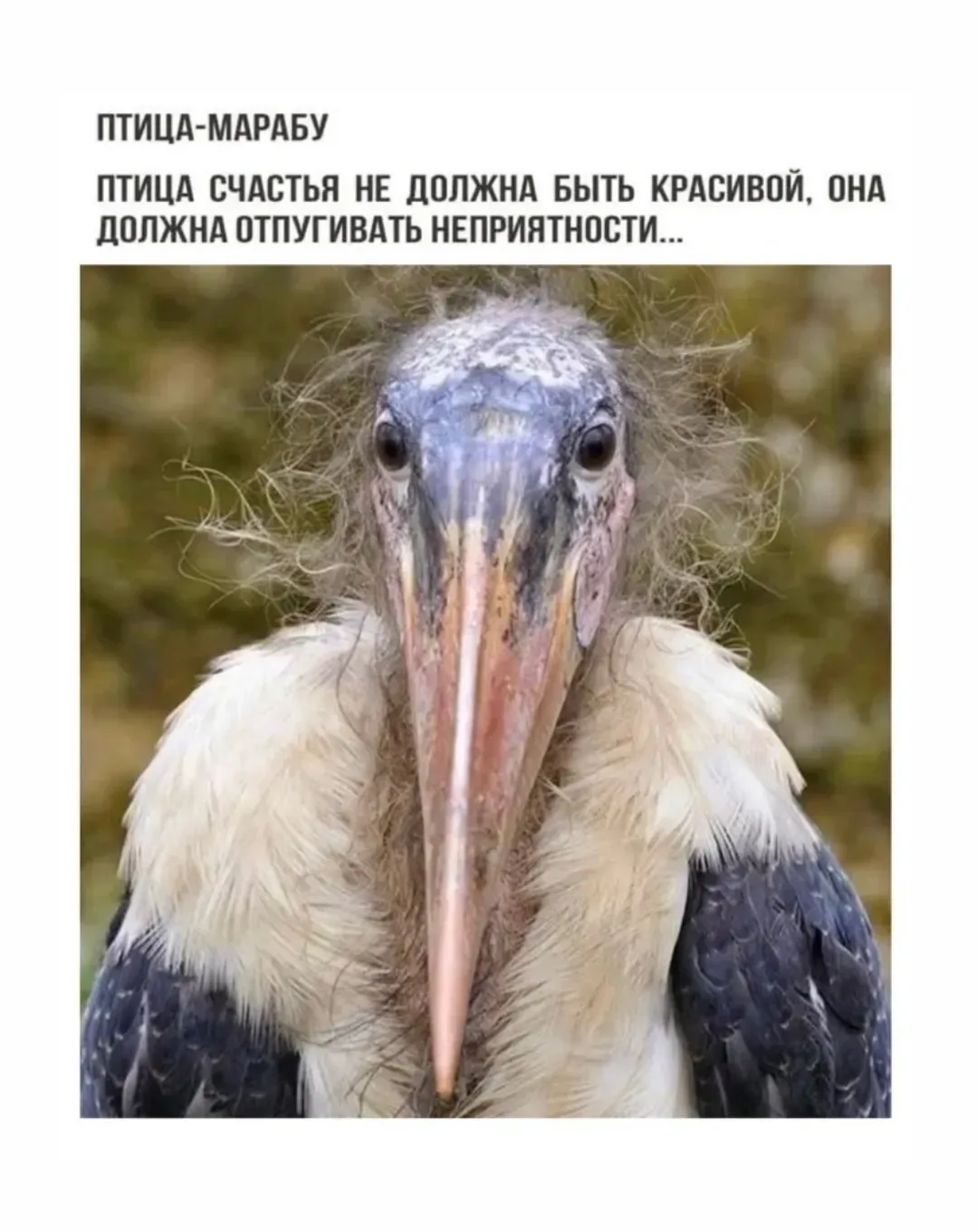 Чья птица счастья?))