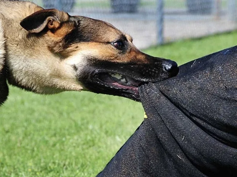 🐕 В Екатеринбурге прокуратура проводит проверку по сообщению СМИ о нападении собак на ребёнка    Про