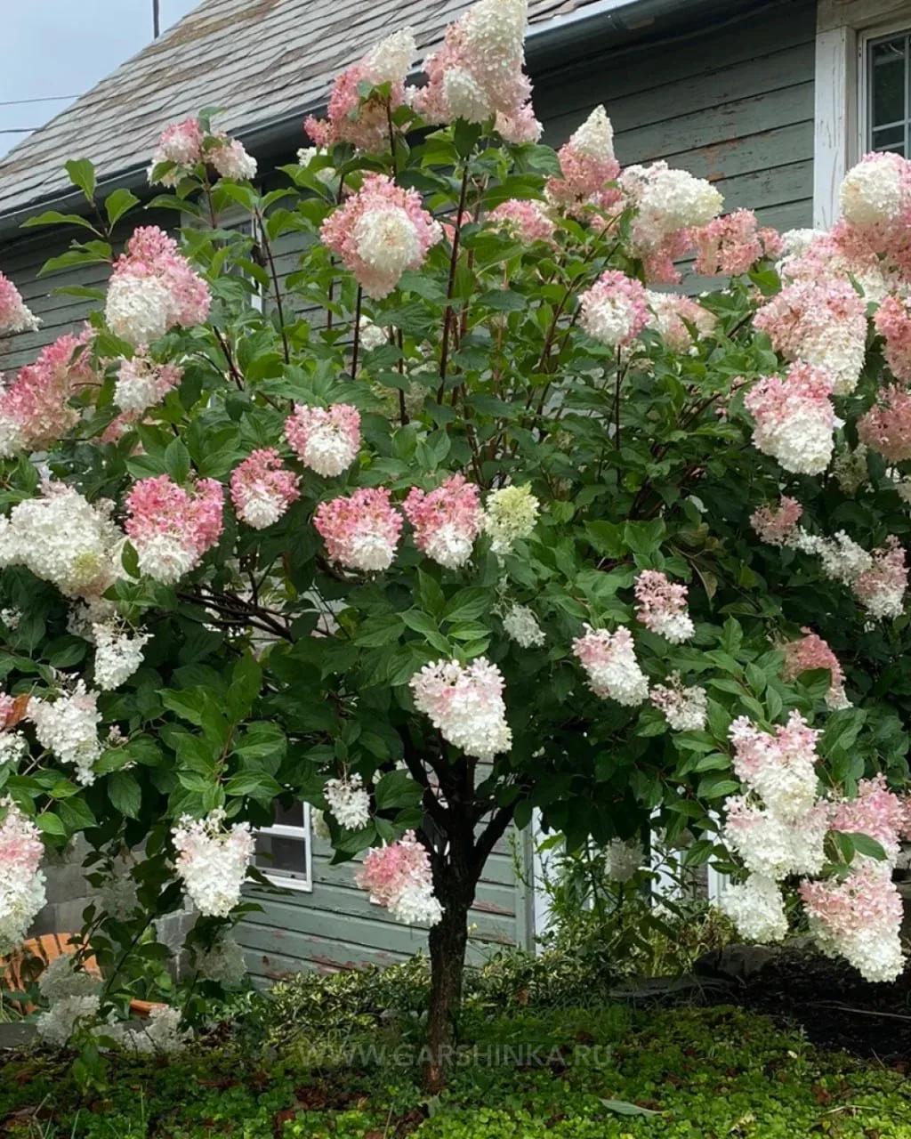 🌸 Штамбовая гортензия — аккуратный акцент для любого сада  🌿 Это не отдельный вид, а особая форма вы