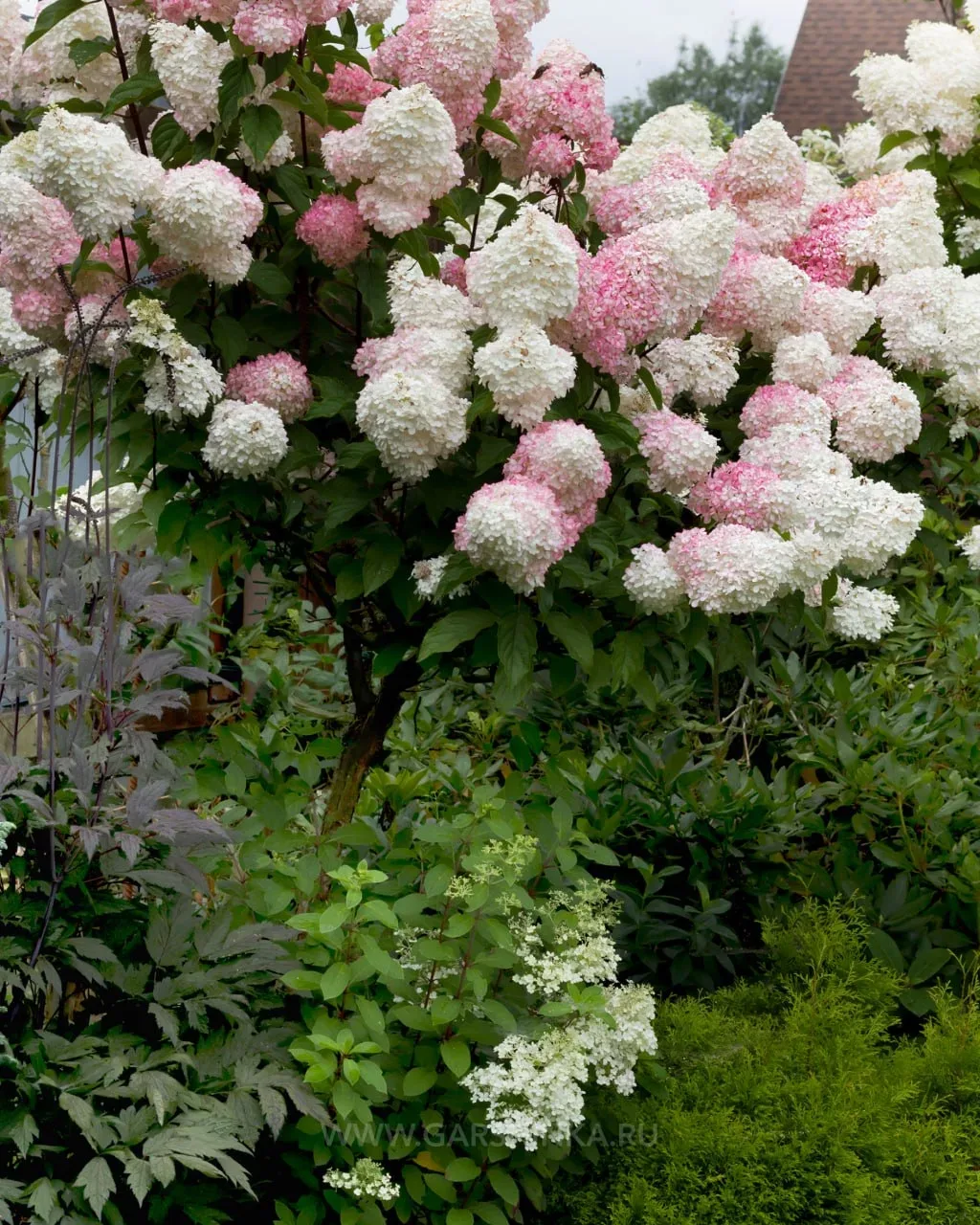 🌸 Штамбовая гортензия — аккуратный акцент для любого сада  🌿 Это не отдельный вид, а особая форма вы