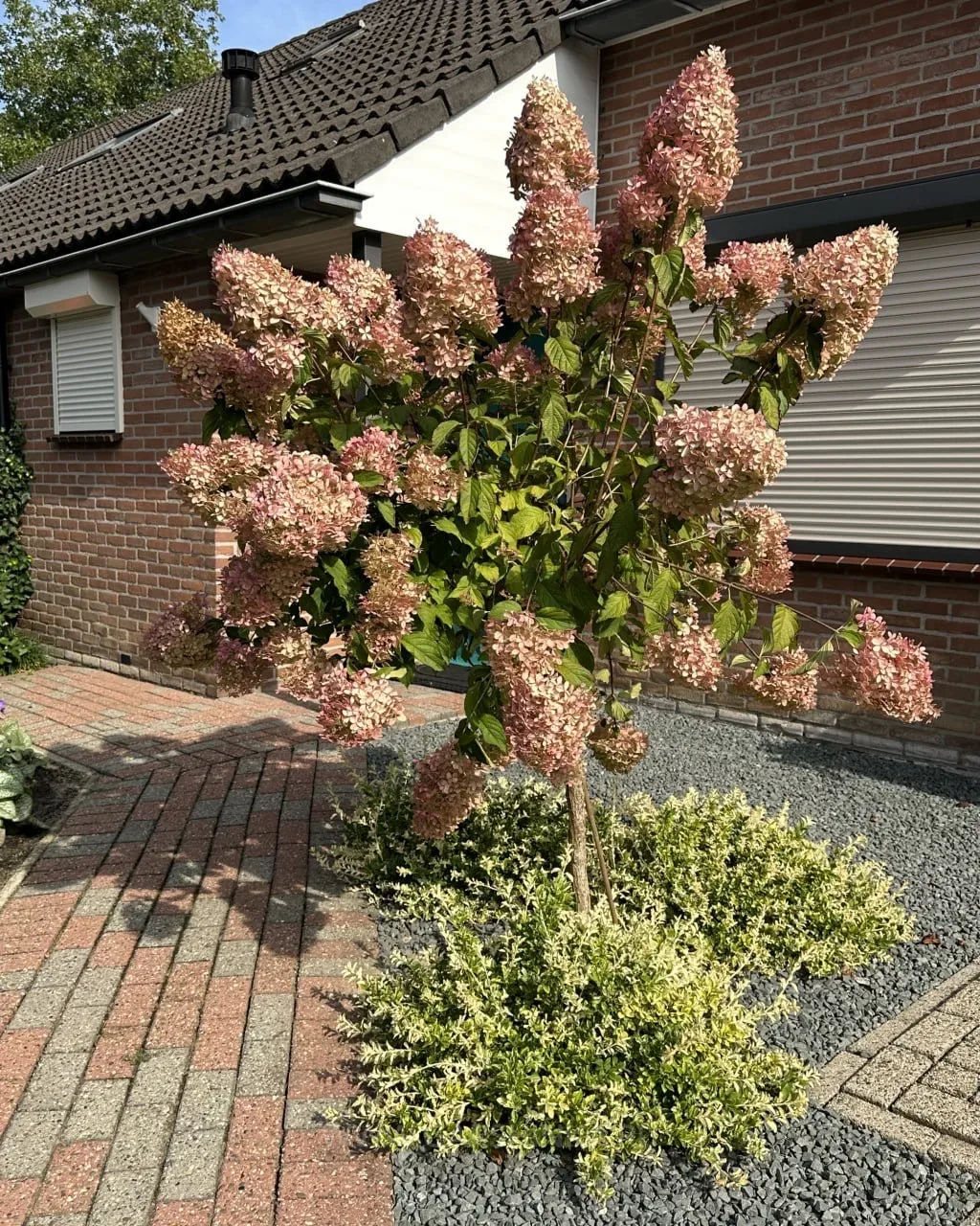 🌸 Штамбовая гортензия — аккуратный акцент для любого сада  🌿 Это не отдельный вид, а особая форма вы