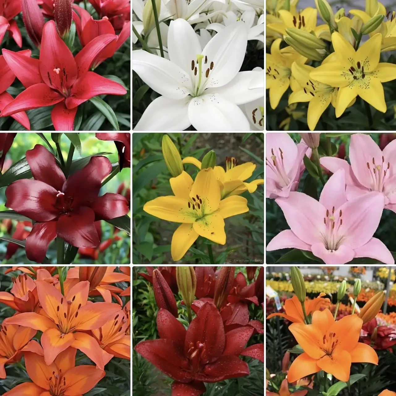 🌺 LA-гибриды — одни из самых надёжных и красивых лилий для сада  Если хочется крупные эффектные цвет
