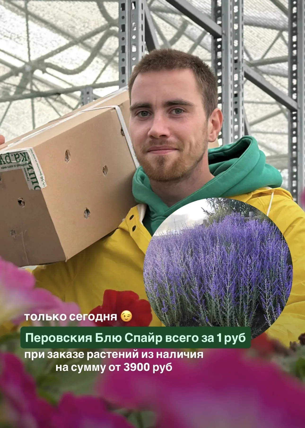 🌿 Перовския Блю Спайр за 1₽ при заказе растений из наличия!  Перовския Блю Спайр — один из самых эфф