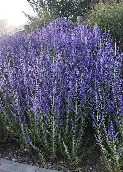 🌿 Перовския Блю Спайр за 1₽ при заказе растений из наличия!  Перовския Блю Спайр — один из самых эфф