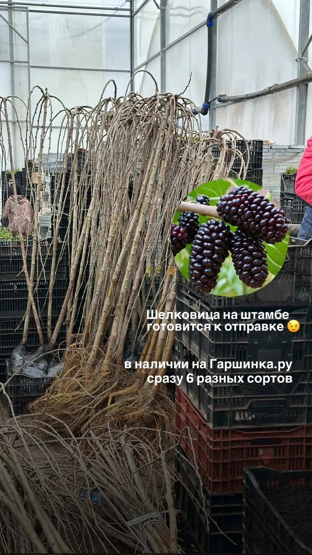 На что потратить 10 000 БОНУСОВ от Гаршинка.ру?  Конечно же на новые растения 🪴 Ссылки для заказа зд