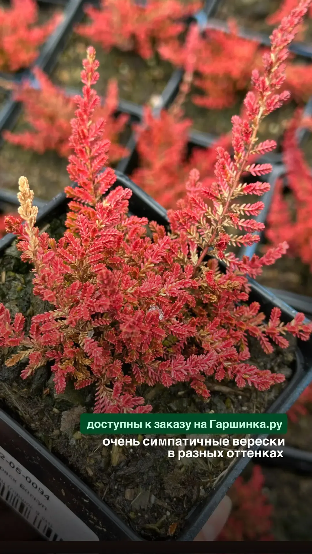 На что потратить 10 000 БОНУСОВ от Гаршинка.ру?  Конечно же на новые растения 🪴 Ссылки для заказа зд