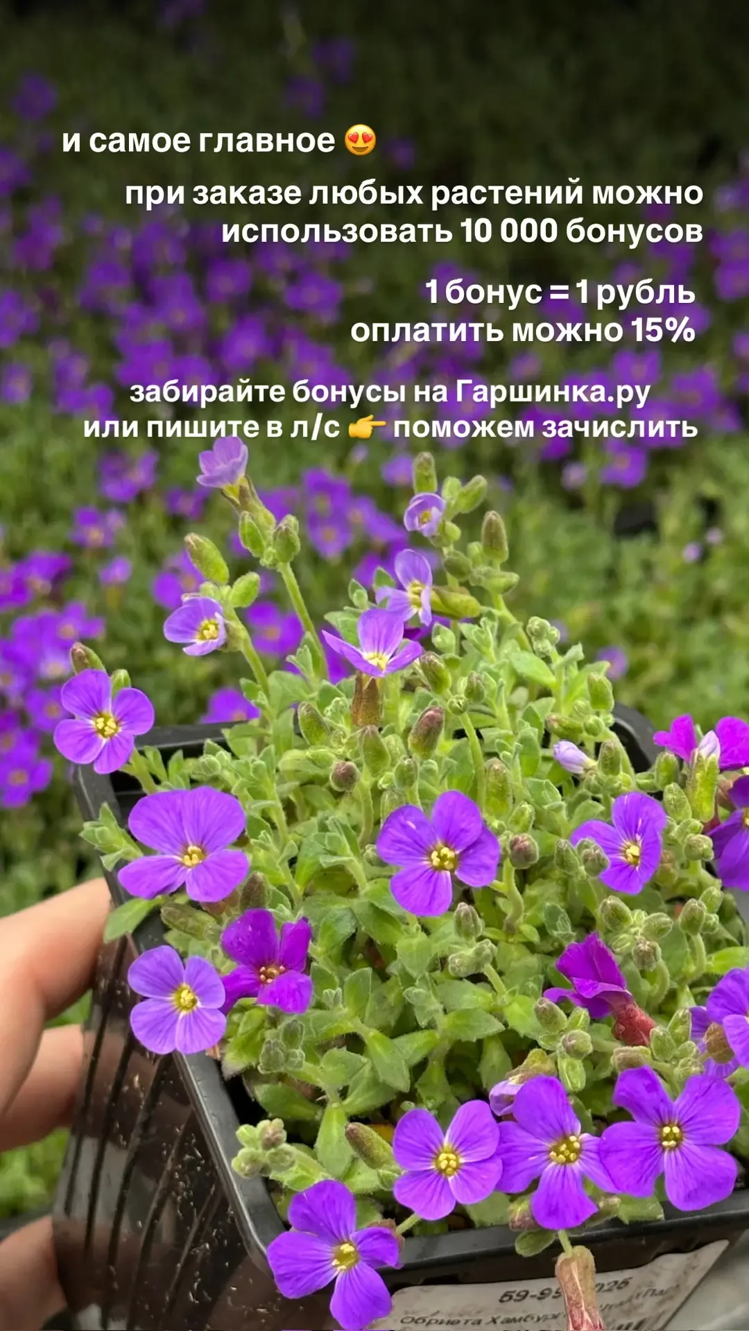 На что потратить 10 000 БОНУСОВ от Гаршинка.ру?  Конечно же на новые растения 🪴 Ссылки для заказа зд