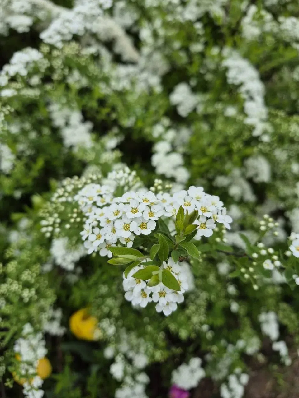 🌸 Яблоневые сады в Коломенском  📌 Подпишитесь на: Афишу, Детскую Москву, Женскую Москву