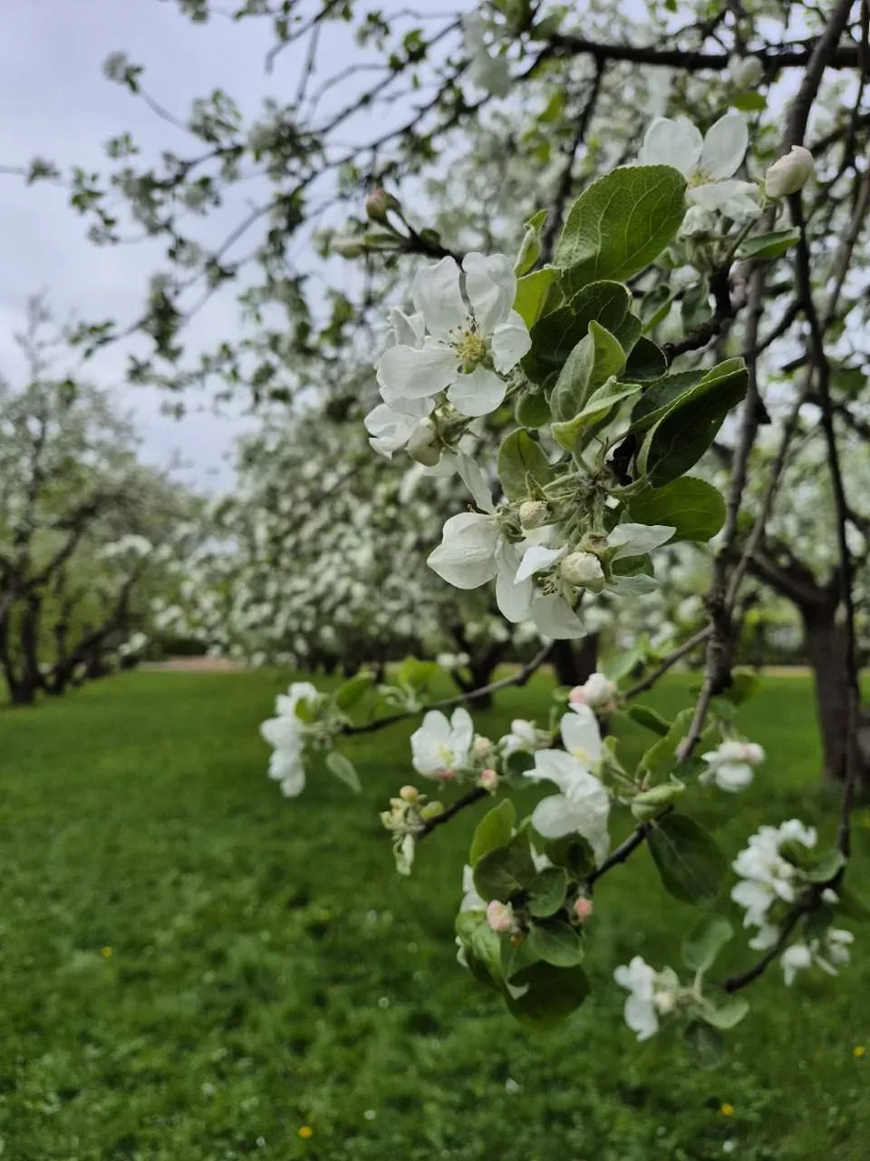 🌸 Яблоневые сады в Коломенском  📌 Подпишитесь на: Афишу, Детскую Москву, Женскую Москву