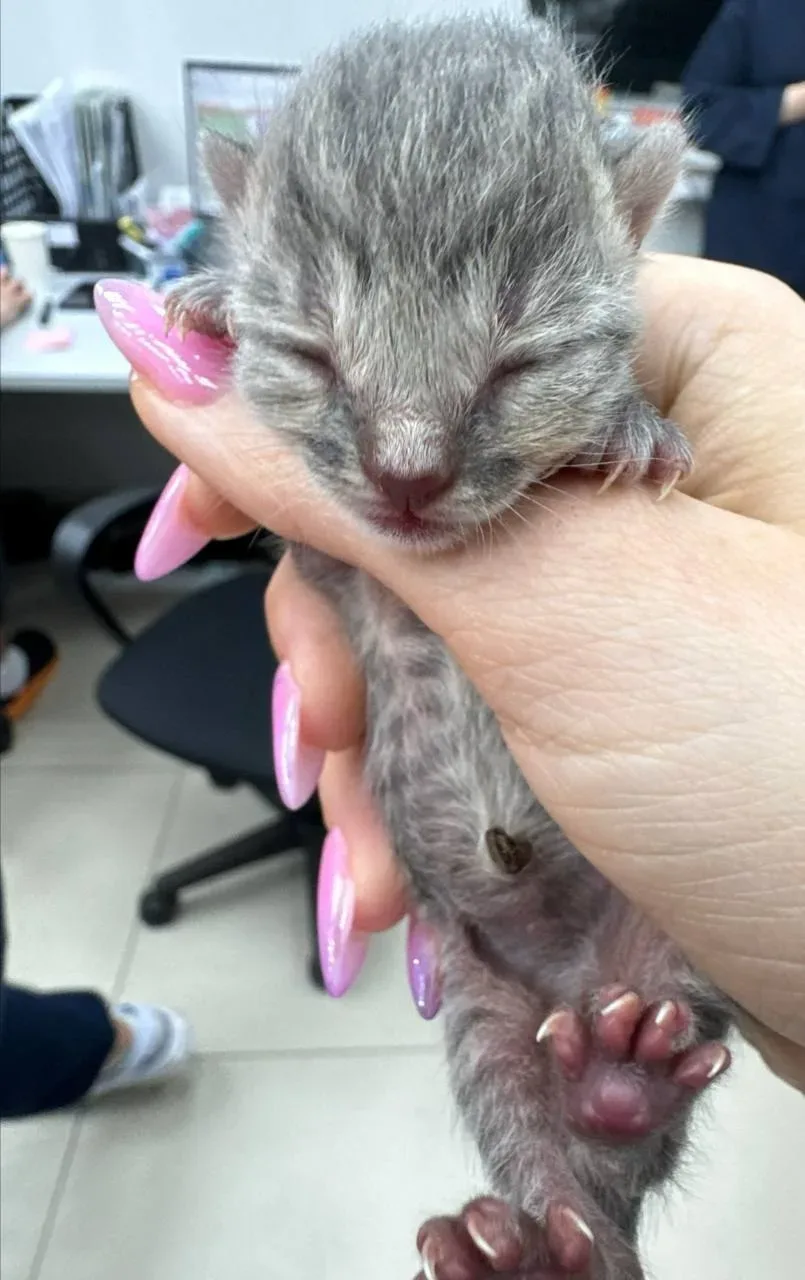 Принесли только что в Котяус два мальчика-подростка. Одинокий малыш дней 3 от роду на открытой местн