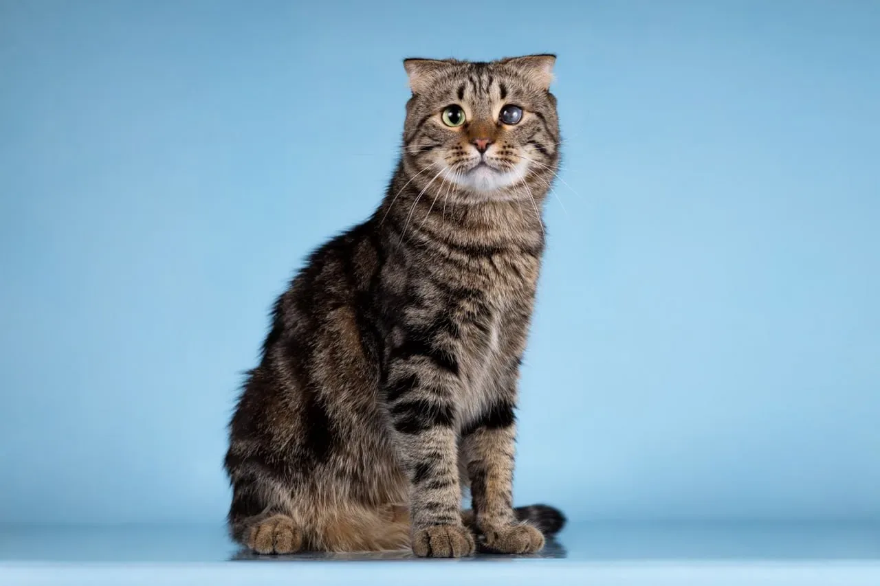 Москва. Просим помочь репостами 🐈  Савва - красавец кот породы скоттиш-фолд в шубке тёмного оттенка 
