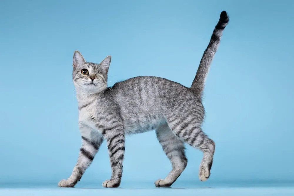 Москва. Просим помочь репостами 🐈  Юная кошечка по имени Девчонка одета в нарядную серебристо-голубу