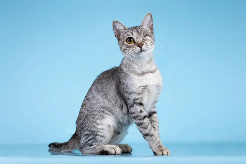 Москва. Просим помочь репостами 🐈  Юная кошечка по имени Девчонка одета в нарядную серебристо-голубу