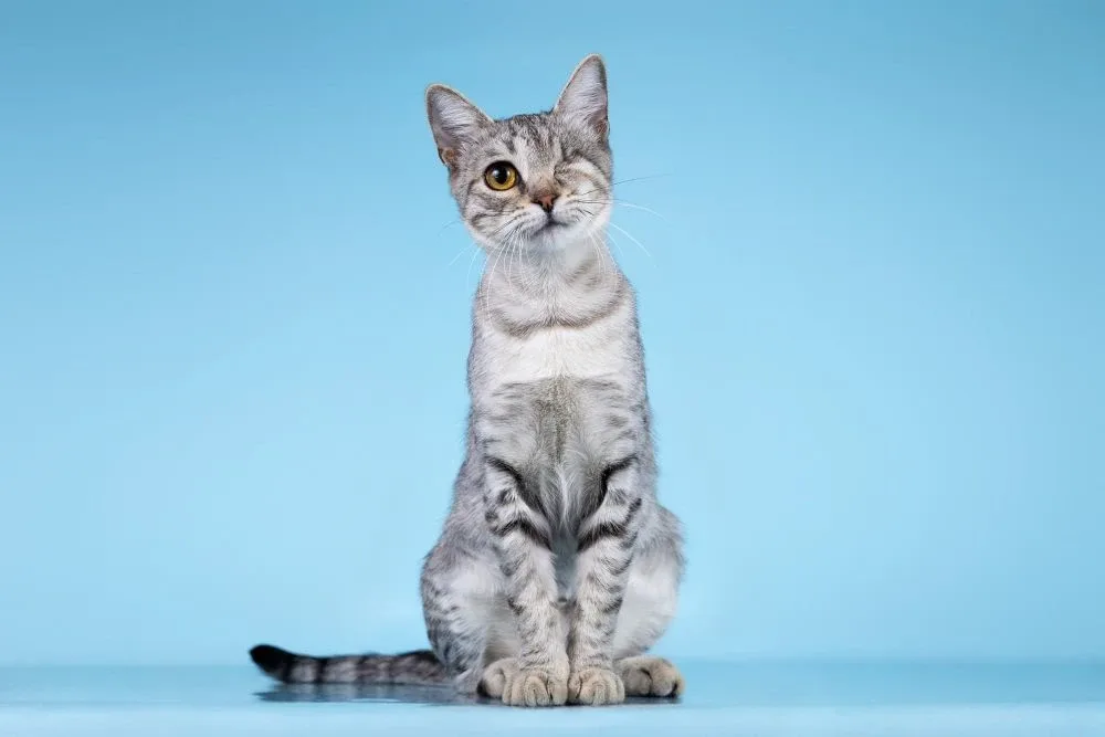 Москва. Просим помочь репостами 🐈  Юная кошечка по имени Девчонка одета в нарядную серебристо-голубу
