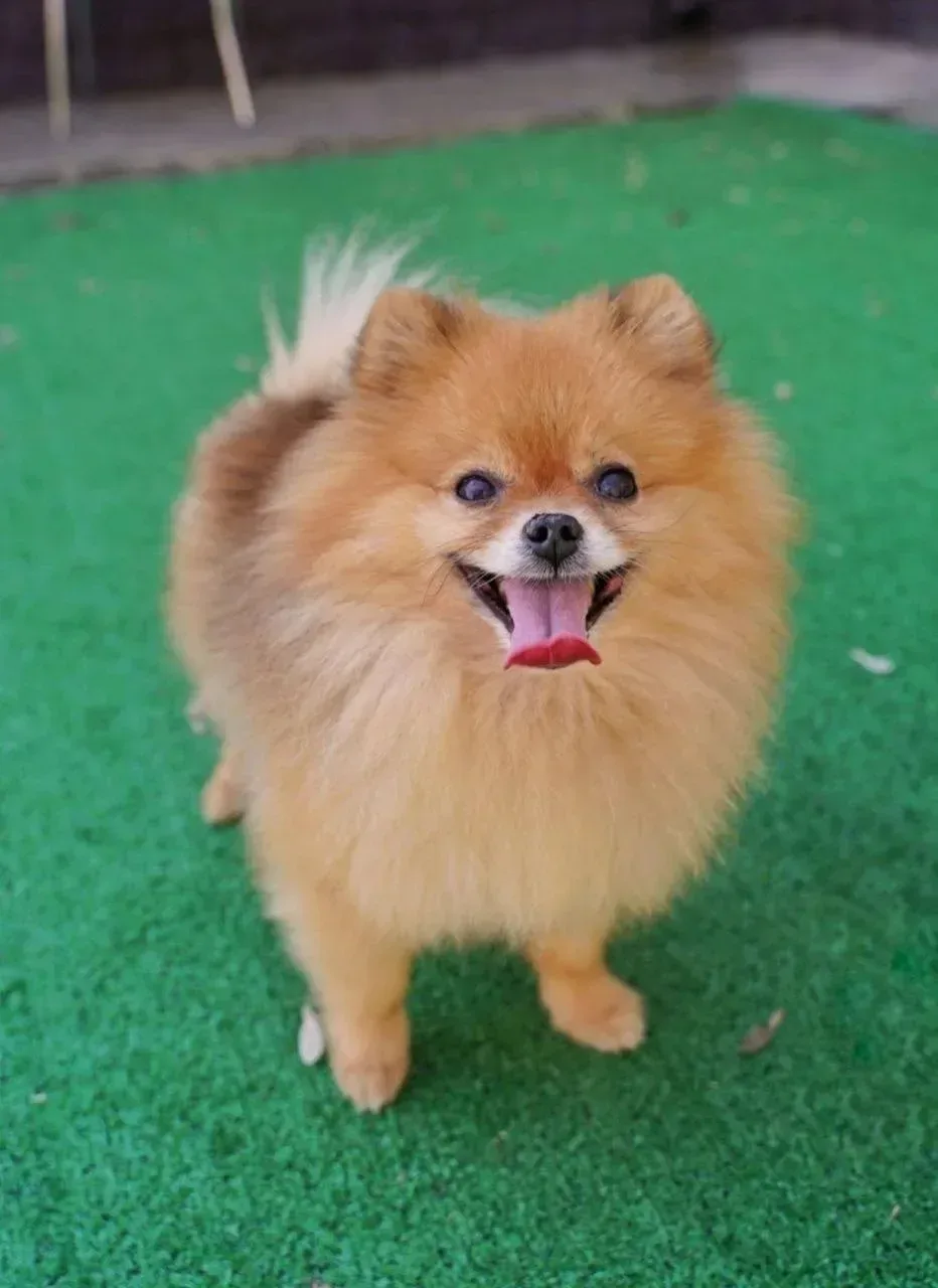 Ищет дом Варан из Домика Мелкашей, 7 лет ❤️‍🔥 Москва и МО   Забрать Варана домой можно на гостевых д
