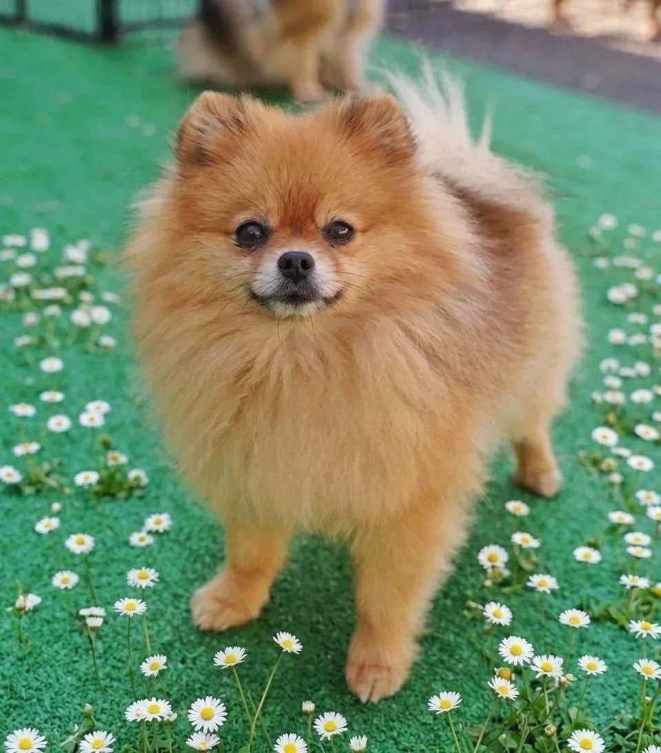 Ищет дом Варан из Домика Мелкашей, 7 лет ❤️‍🔥 Москва и МО   Забрать Варана домой можно на гостевых д