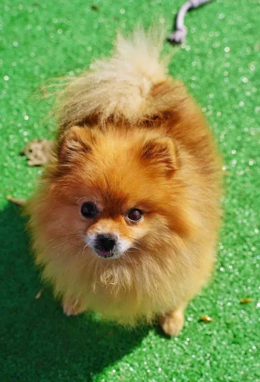 Ищет дом Варан из Домика Мелкашей, 7 лет ❤️‍🔥 Москва и МО   Забрать Варана домой можно на гостевых д