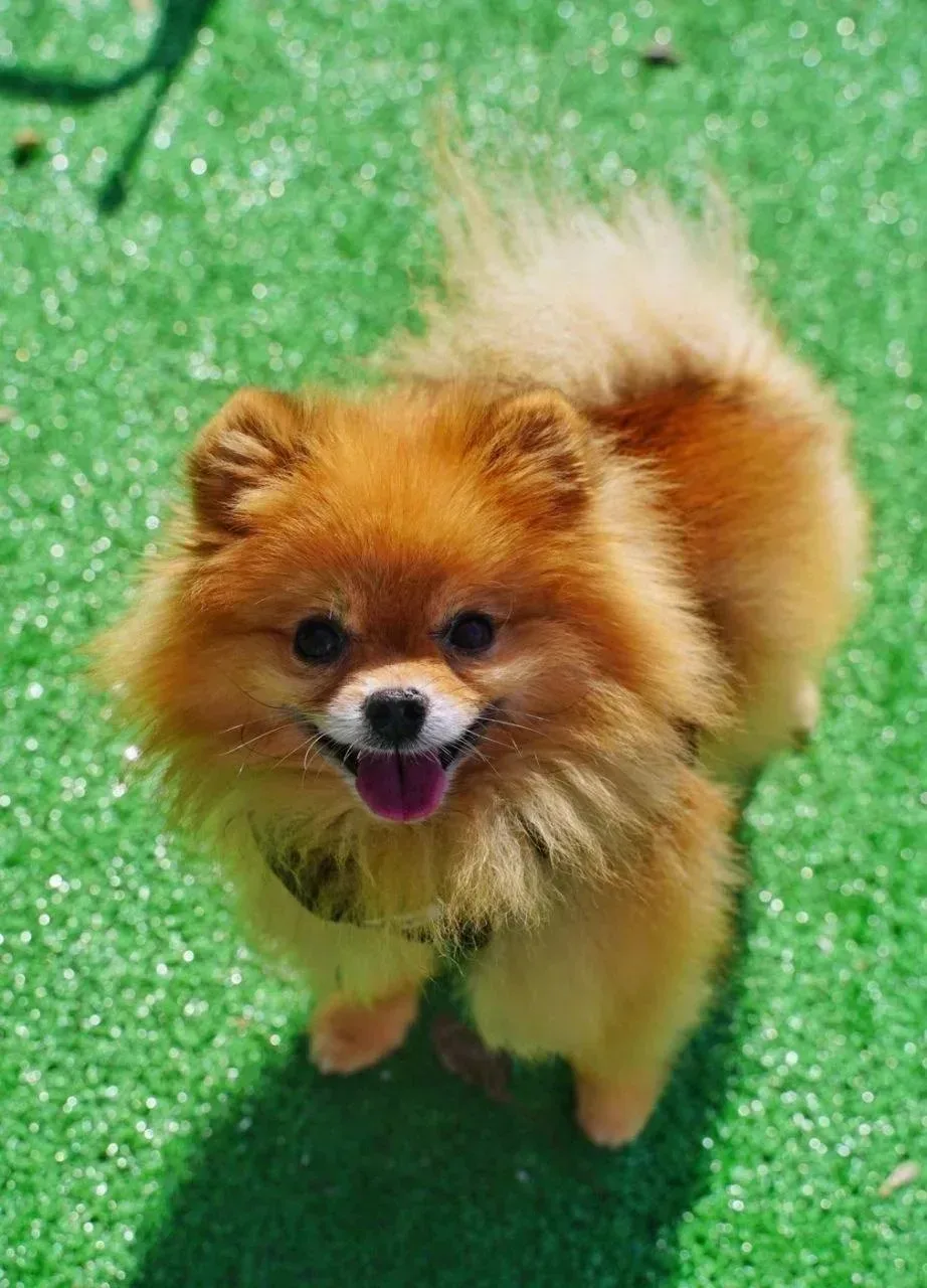 Ищет дом Варан из Домика Мелкашей, 7 лет ❤️‍🔥 Москва и МО   Забрать Варана домой можно на гостевых д