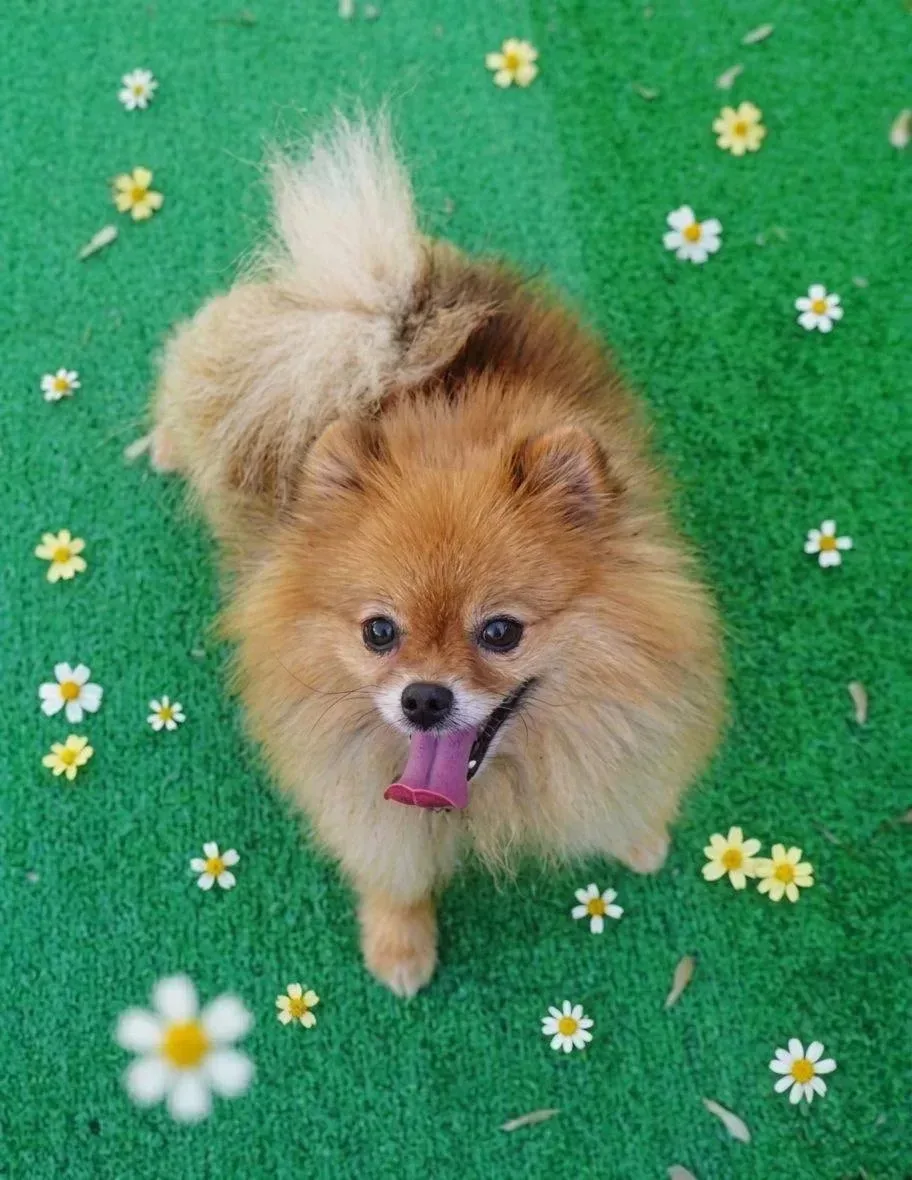 Ищет дом Варан из Домика Мелкашей, 7 лет ❤️‍🔥 Москва и МО   Забрать Варана домой можно на гостевых д