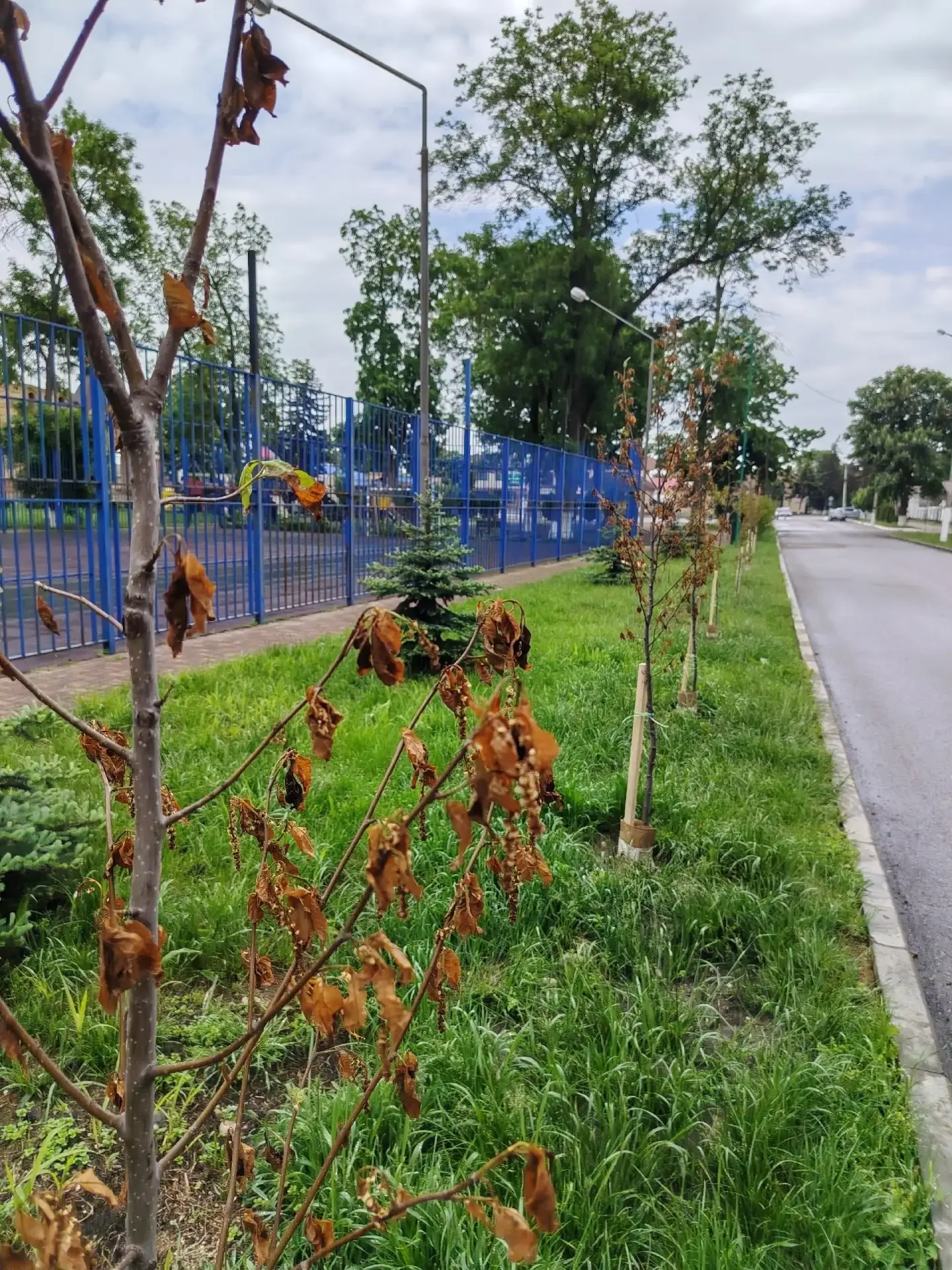 🤯Молодцы, аллею посадили. Поливать, ухаживать — забыли 🤦‍♀️  Новопашин из всех интернет-утюгов вещае