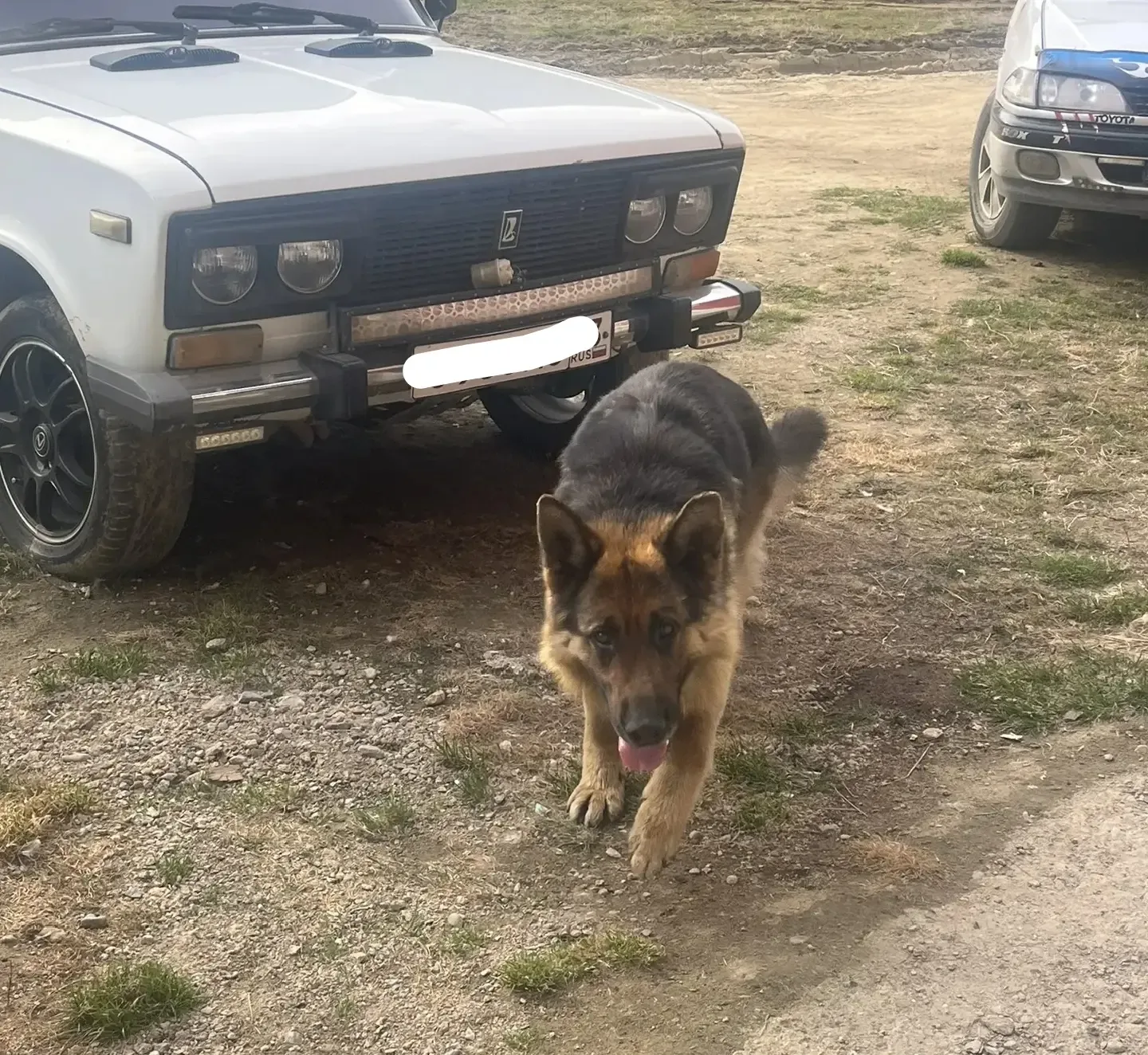 📣Чья собака  бегает безнадзорно в п. Нижнеангарск ⬇️ мкрн. Брусничная мкрн. Геология   Со слов очеви