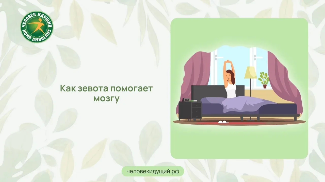 Зевать вроде как неприлично, но бывает, что её прямо-таки не сдержать. А зачем она нужна? Как ни стр
