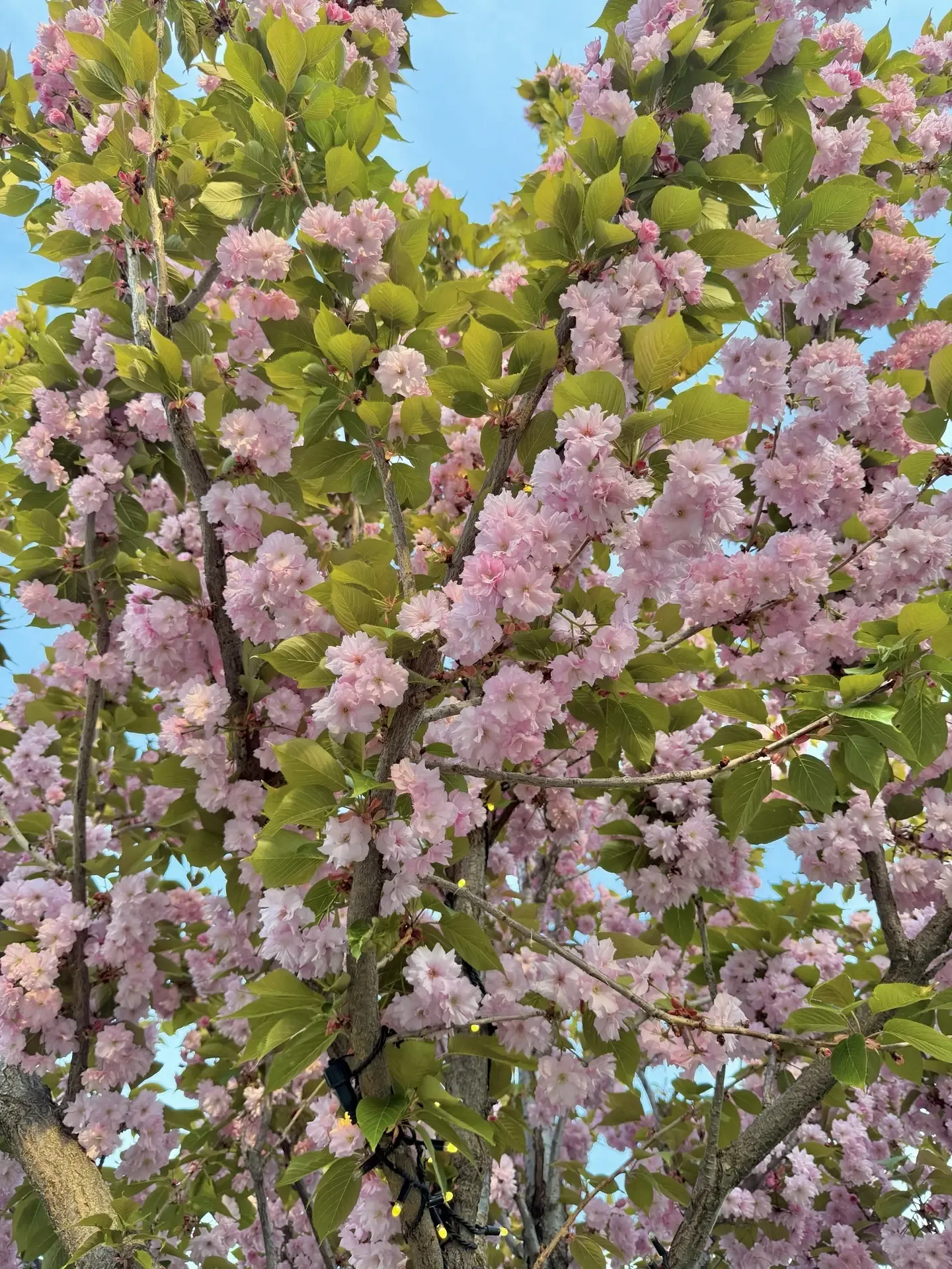 В Центральном парке вот такая розовая красота!🩷💕🌸  Восторг!😍
