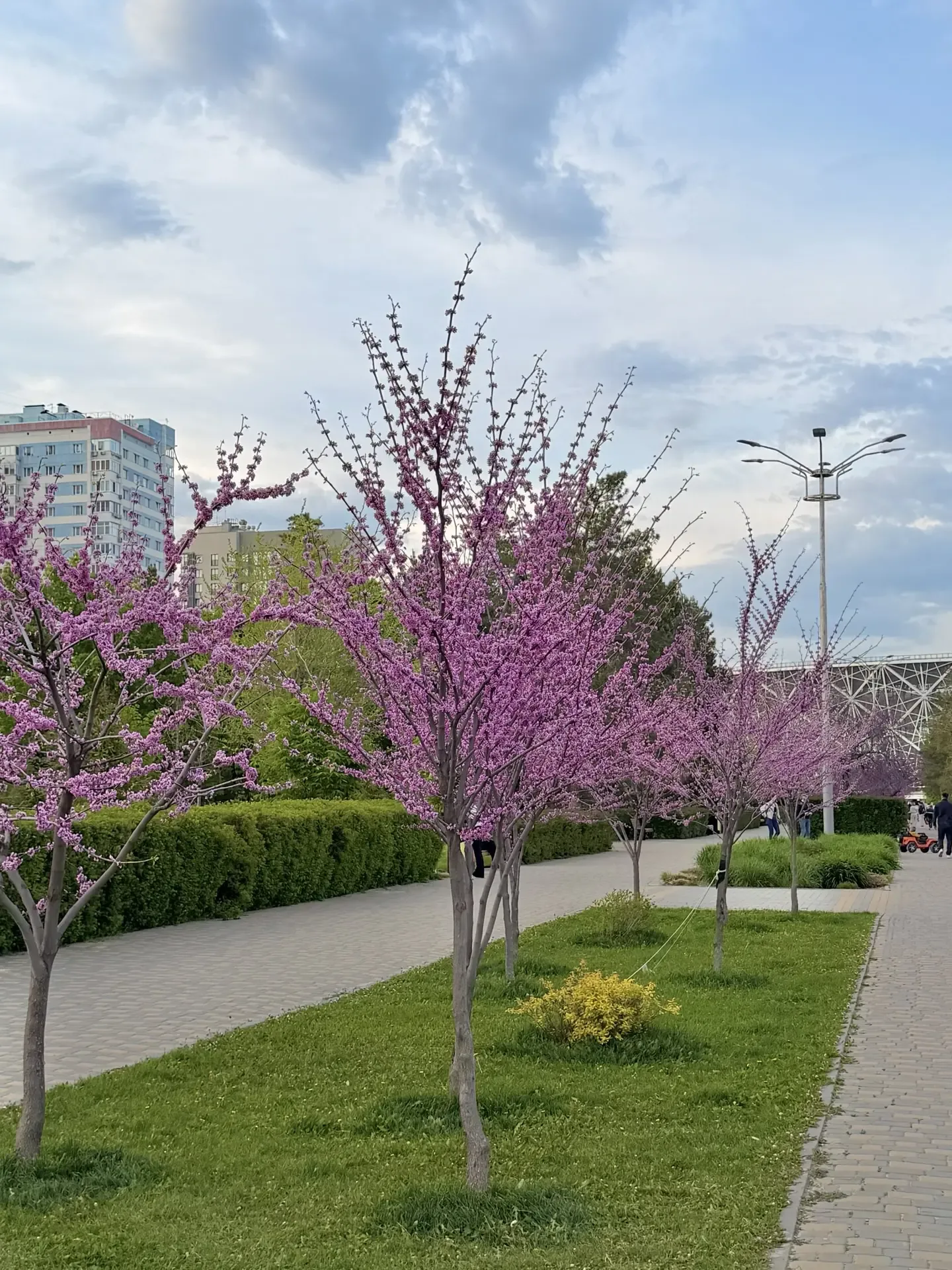 В Центральном парке вот такая розовая красота!🩷💕🌸  Восторг!😍