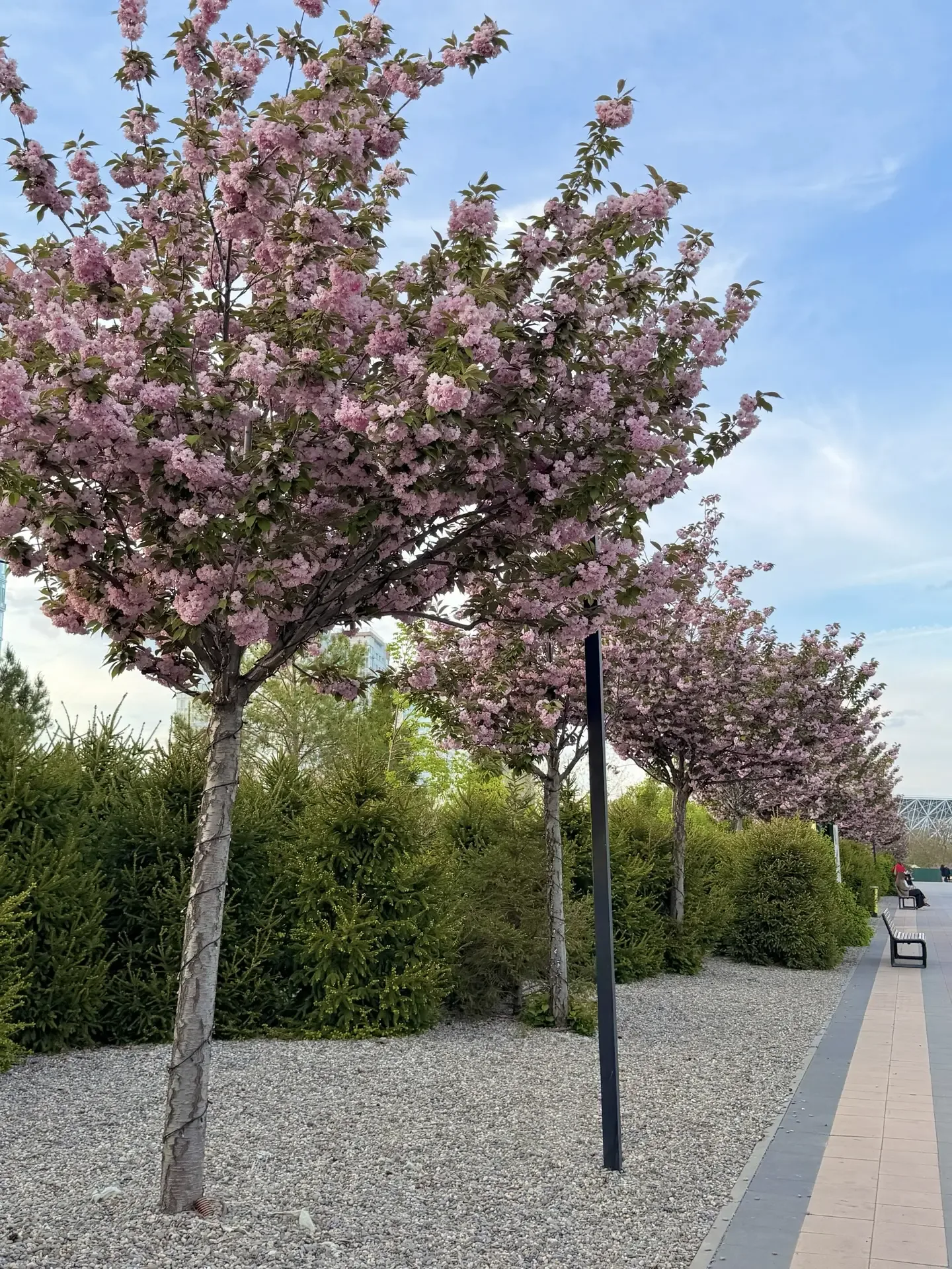 В Центральном парке вот такая розовая красота!🩷💕🌸  Восторг!😍