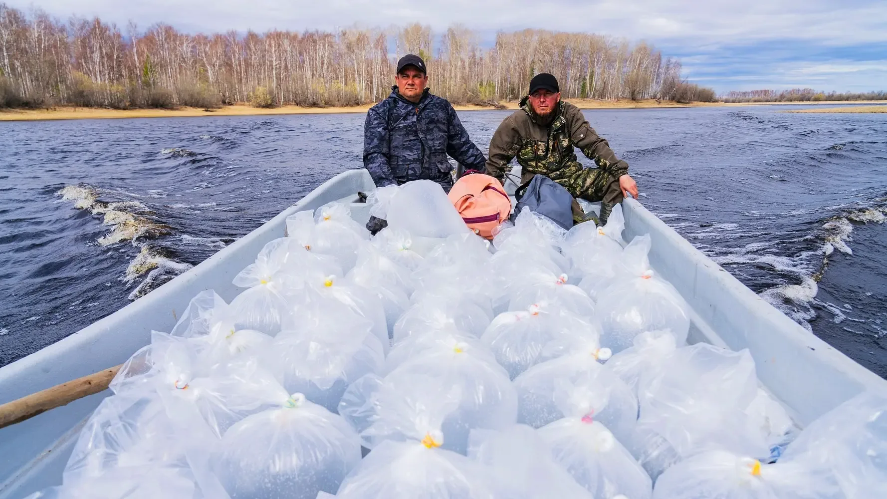 🐟 В Ханты-Мансийском районе в пруд-ручей Маромский выпустили около 30 миллионов личинок пеляди.   Та
