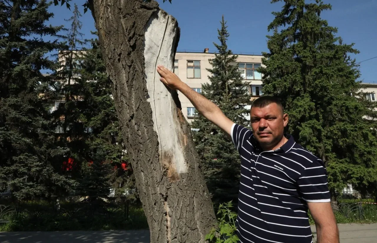 В Магнитогорске на проспекте Ленина спиливают аварийные деревья  Старые насаждения признали опасными