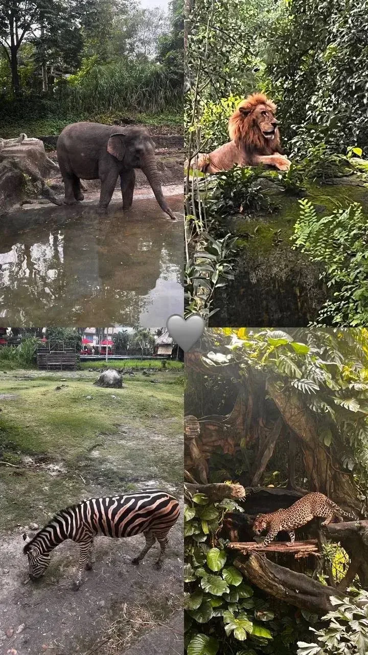 🦒 Сафари ближе, чем вам кажется  Представьте: вы просыпаетесь под звуки природы, открываете шторы — 