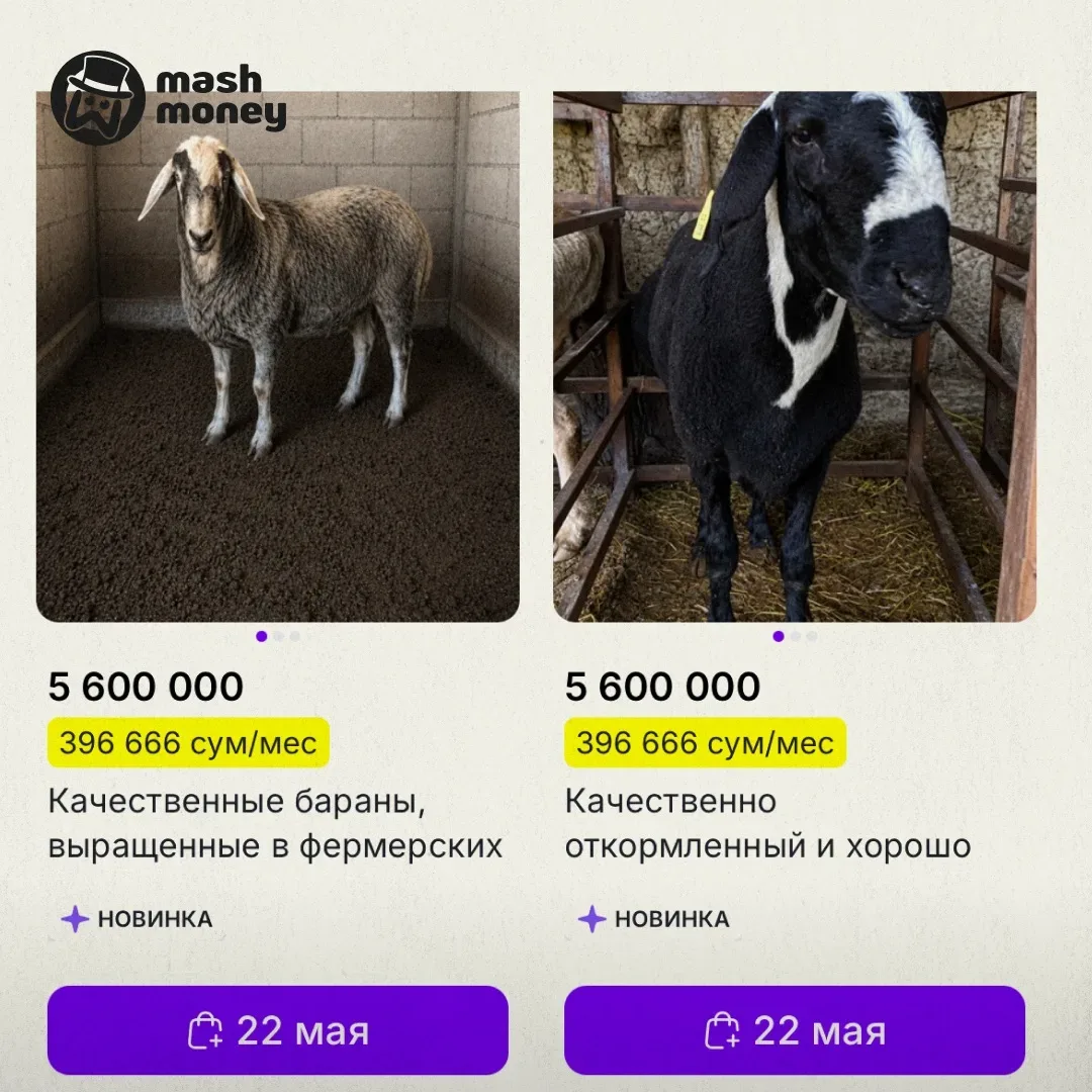 На узбекском маркетплейсе теперь продают баранов. К тому же с гарантией и в рассрочку.  Животных выс