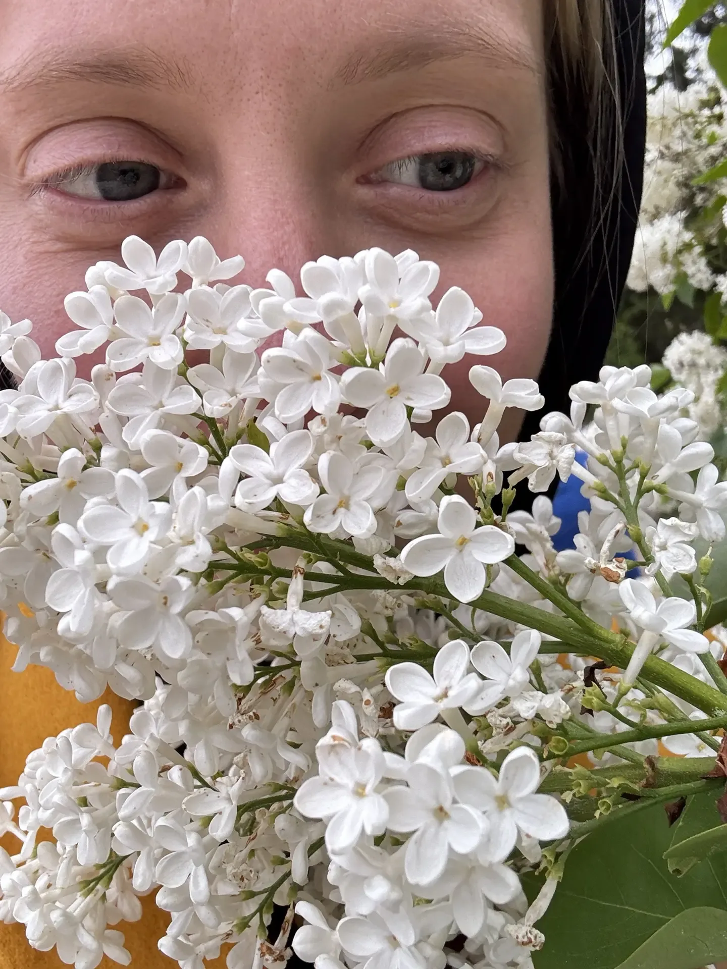 Есть цветы, которые радуют глаз, а есть сирень. Она — как первое дыхание весны, воспоминание о детст
