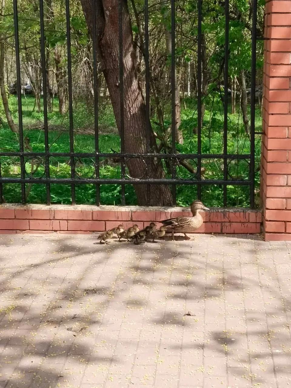 В Зеленограде утка с утятами пыталась пробиться к водоёму через высокий забор 🦆  Очевидцы заметили, 