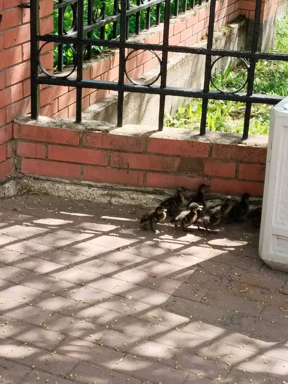 В Зеленограде утка с утятами пыталась пробиться к водоёму через высокий забор 🦆  Очевидцы заметили, 