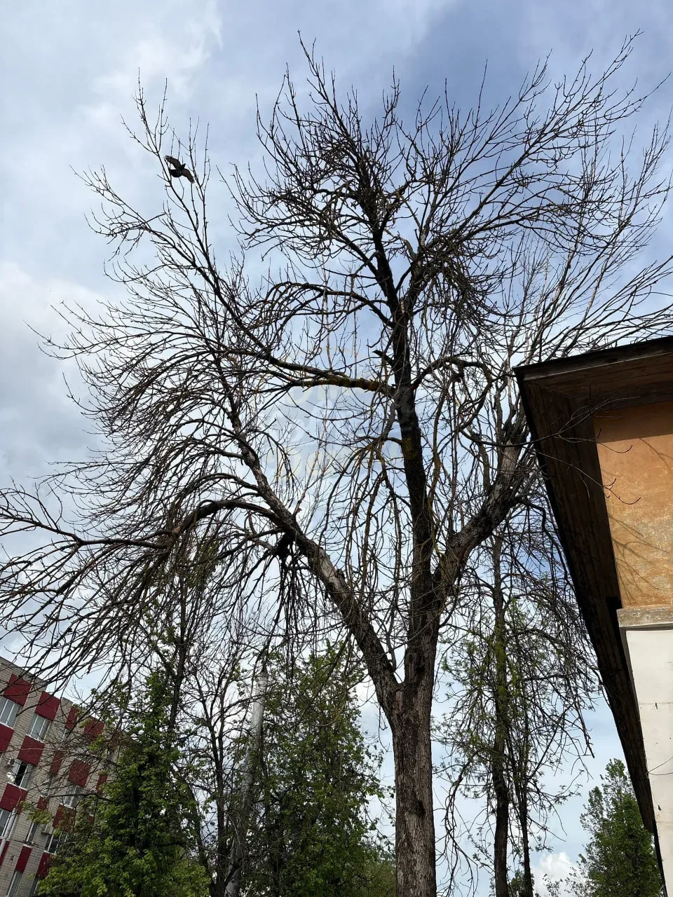 ⚡️ Верю в силу Подслушки, поэтому пишу сюда)  По адресу Социалистическая 15, есть дерево. Оно соверш