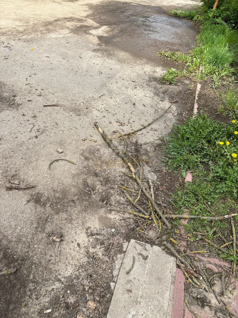 ⚡️ Верю в силу Подслушки, поэтому пишу сюда)  По адресу Социалистическая 15, есть дерево. Оно соверш