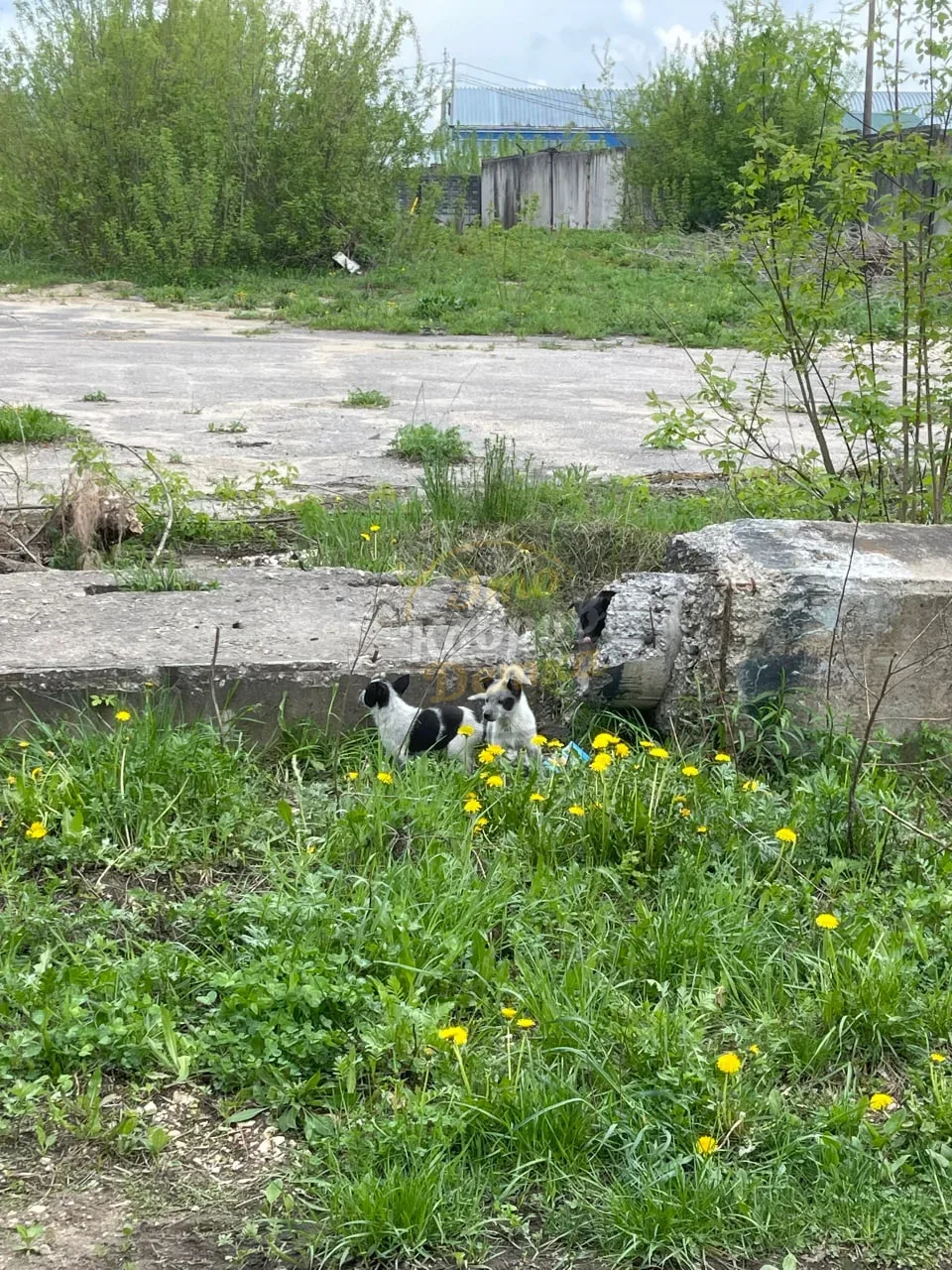 ⚡️ Трое щенят находятся в г. Ковров  На территории ГСК 56 около шлагбаума со стороны очистных.
