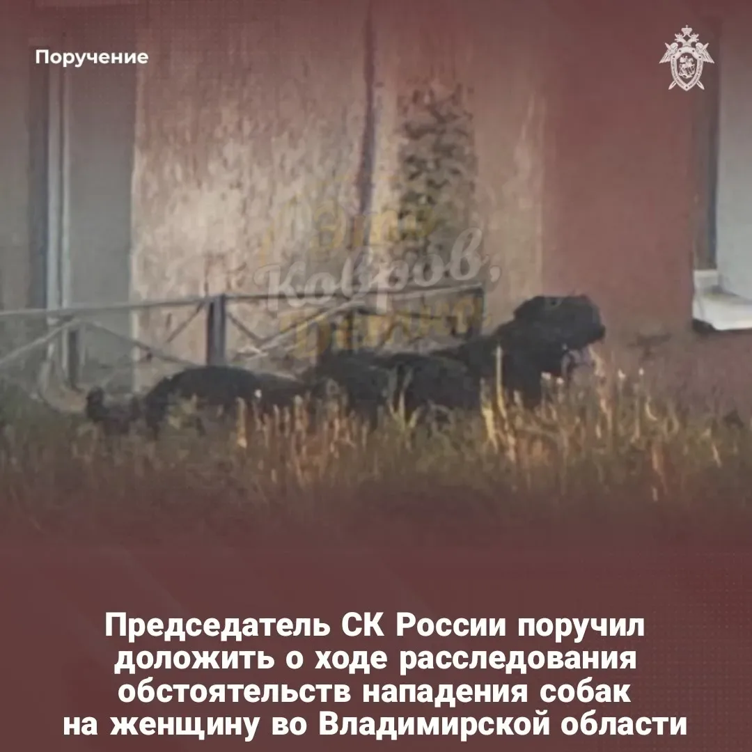 ⚡ Председатель СК России поручил доложить о ходе расследования обстоятельств нападения собак на женщ
