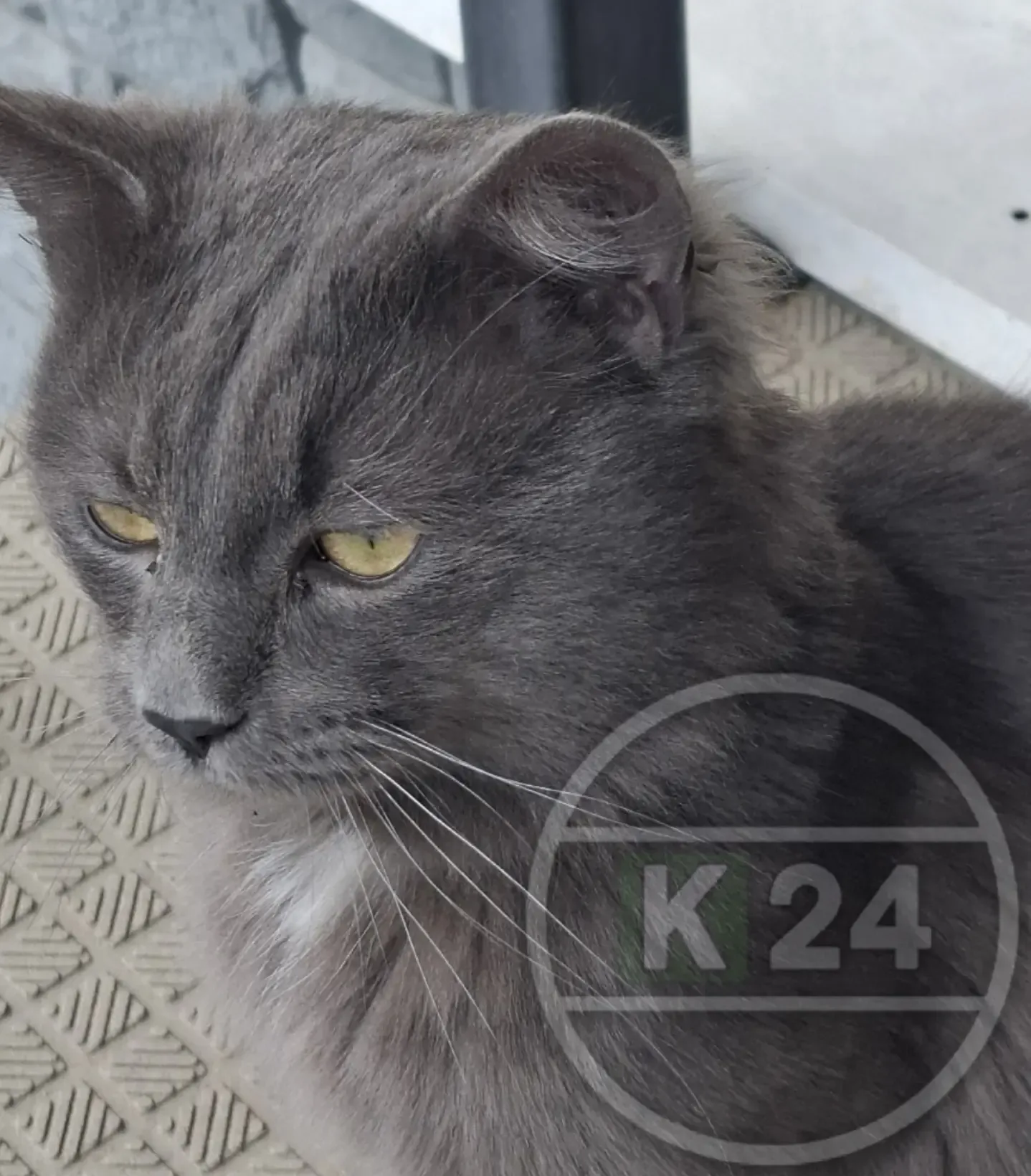 SOS🆘SOS  Чей потеряшка?  Пришел в частный дом Кингисепп, ул. Ново-Порхово, а хозяева уезжают из него