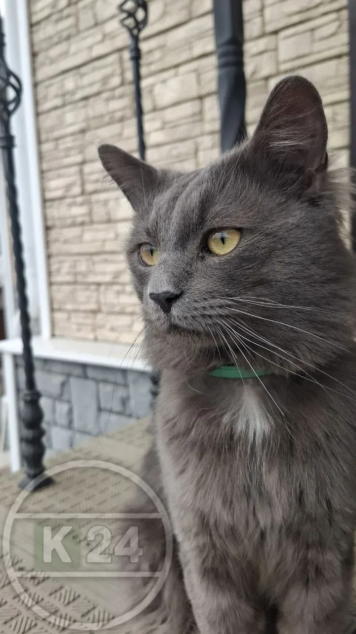 SOS🆘SOS  Чей потеряшка?  Пришел в частный дом Кингисепп, ул. Ново-Порхово, а хозяева уезжают из него