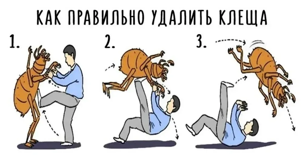 Клещи кошмарят россиян  🪳 Число укусов клещей в России выросло вдвое за неделю.  Более 84 тысяч граж