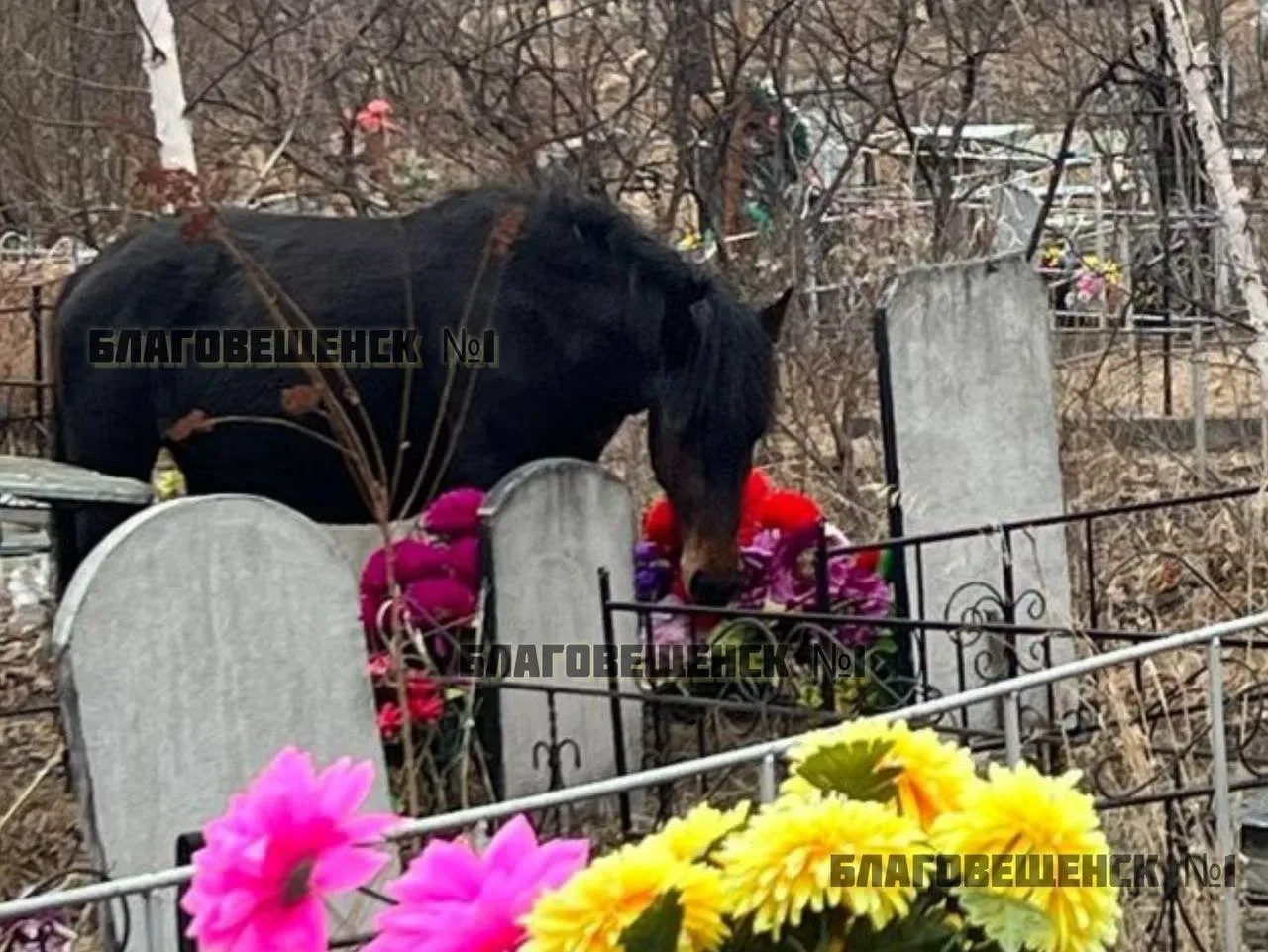 В Зее на городском кладбище пасется табун лошадей  С конца апреля на погост ежедневно приходят кони.